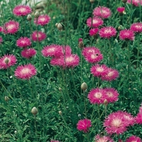 Centaurea simplicicaulis