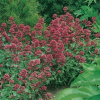 Centranthus ruber