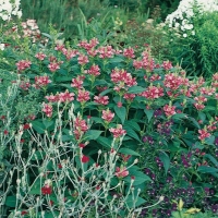 Chelone obliqua