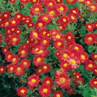 Chrysanthemum 'Apollo'