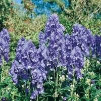 Aconitum carmichaelii 'Arendsii'