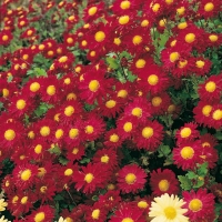 Chrysanthemum 'Ceddie Masson'