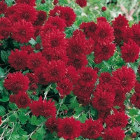 Chrysanthemum 'Red Velvet'