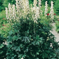 Aconitum septentrionale 'Ivorine'