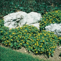 Chrysogonum virginianum