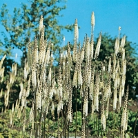 Cimicifuga racemosa var. cordifolia