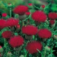 Cirsium japonicum