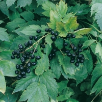 Actaea spicata