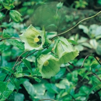 Codonopsis tangshen