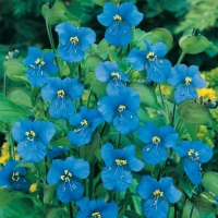 Commelina tuberosa