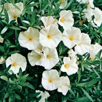 Convolvulus cneorum