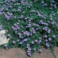 Convolvulus sabatius