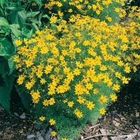 Coreopsis verticillata 'Zagreb'