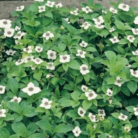 Cornus canadensis