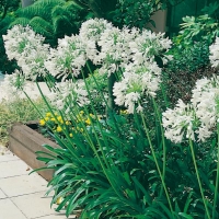 Agapanthus campanulatus