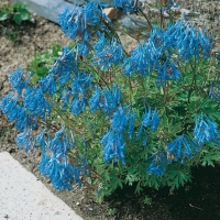 Corydalis flexuosa