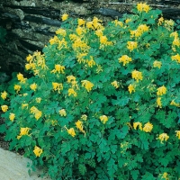 Corydalis lutea