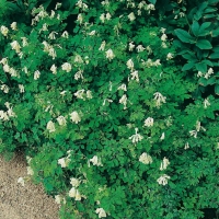 Corydalis ochroleuca