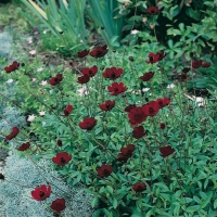 Cosmos atrosanguineus