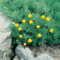 Cotula hispida