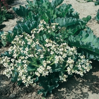 Crambe maritima