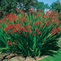 Crocosmia Ibridi