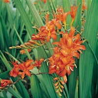 Crocosmia masoniorum