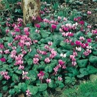 Cyclamen coum