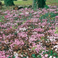 Cyclamen hederifolium