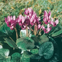 Cyclamen purpurascens