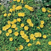 Delosperma lineare