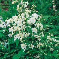 Delphinium (Gruppo Belladonna)