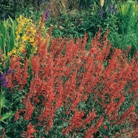 Agastache barberi 'Firebird'