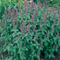 Agastache foeniculum