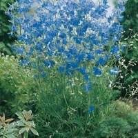 Delphinium grandiflorum