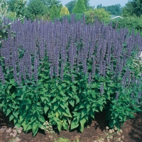 Agastache 'Blue Fortune'