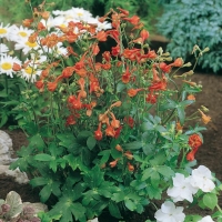 Delphinium nudicaule