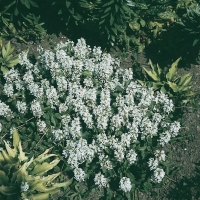 Ajuga reptans 'Alba'