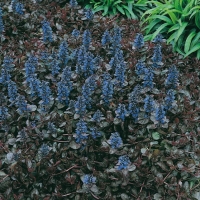 Ajuga reptans 'Atropurpurea'