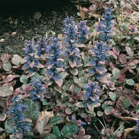 Ajuga reptans 'Burgundy Glow'