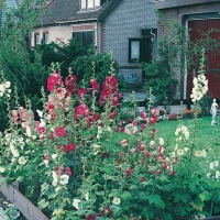 Alcea ficifolia