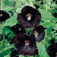 Alcea rosea 'Nigra'