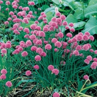 Allium schoenoprasum