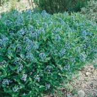 Amsonia tabernaemontana