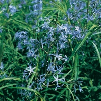 Amsonia angustifolia