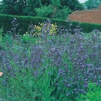 Anchusa azurea