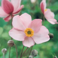 Anemone tomentosa 'Robustissima'