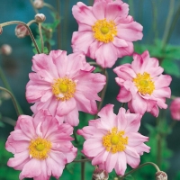 Anemone x hybrida 'Königin Charlotte'