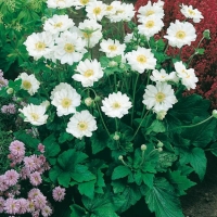 Anemone x hybrida 'Whirlwind'