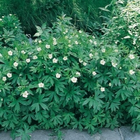 Anemone canadensis